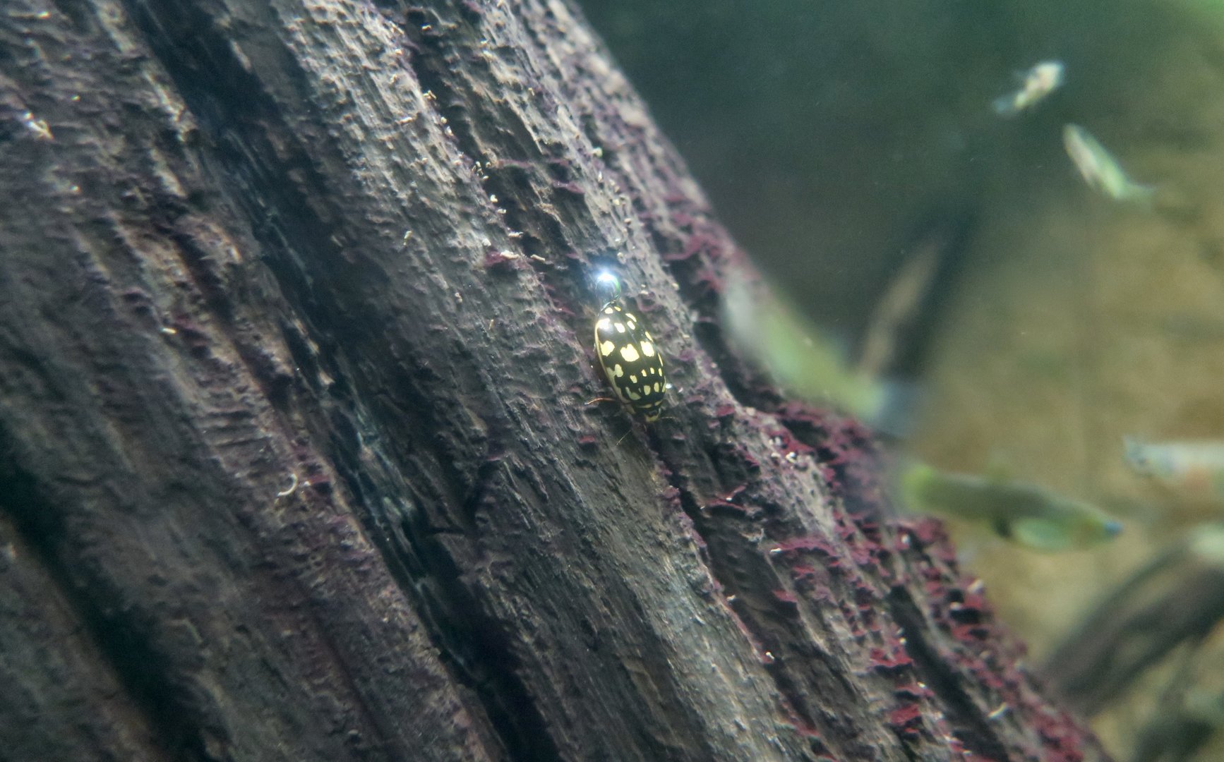 Sunburst Diving Beetle (Thermonectus marmoratus)