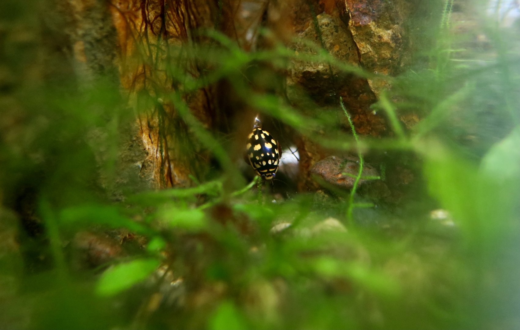 Sunburst Diving Beetle (Thermonectus marmoratus)