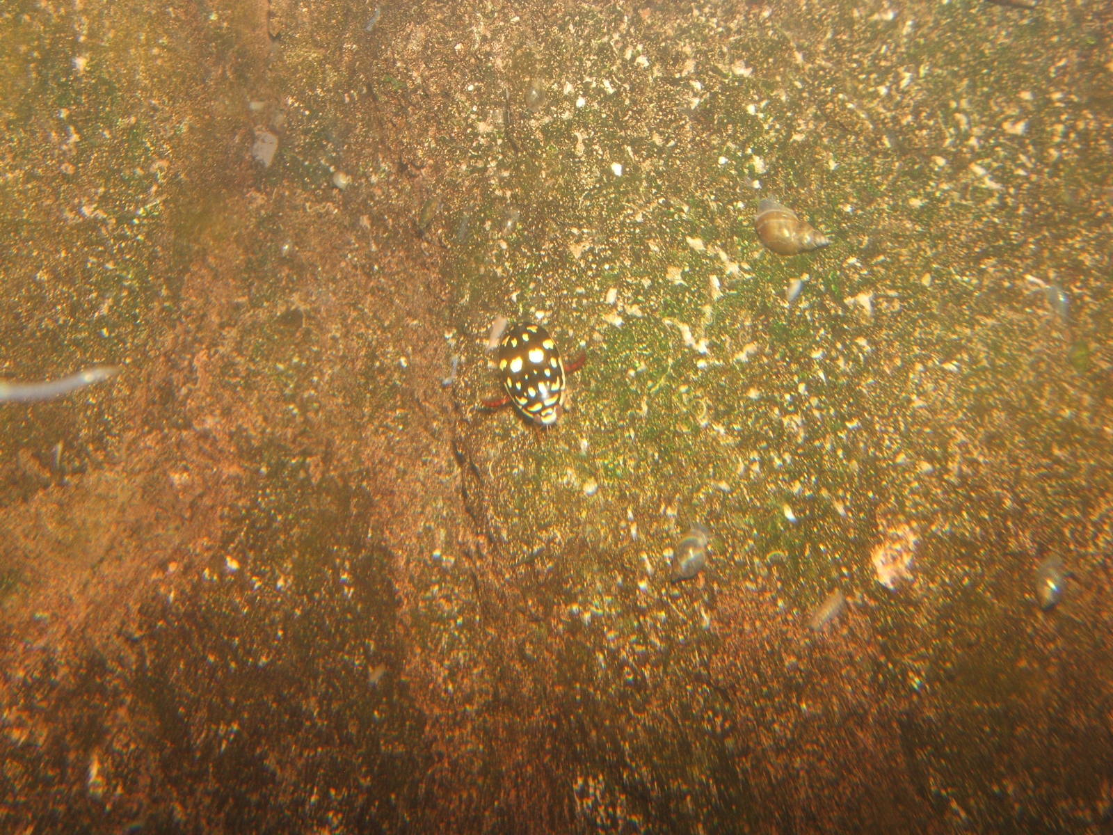 Sunburst Diving Beetle