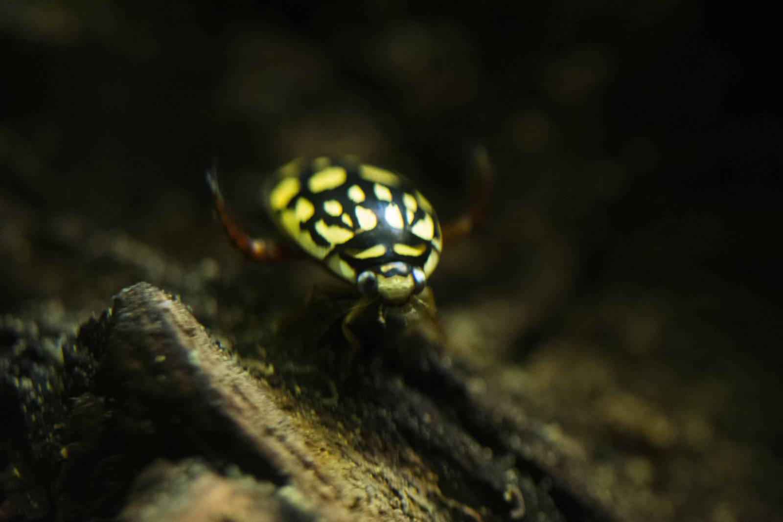 Sunburst Diving Beetle