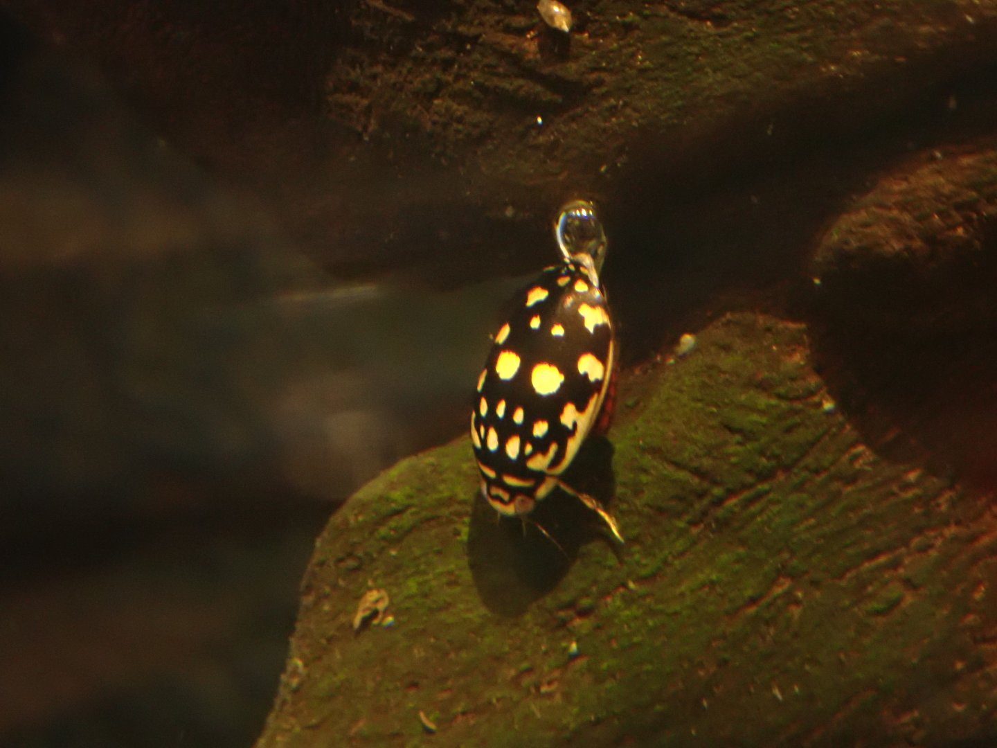 Sunburst diving beetle