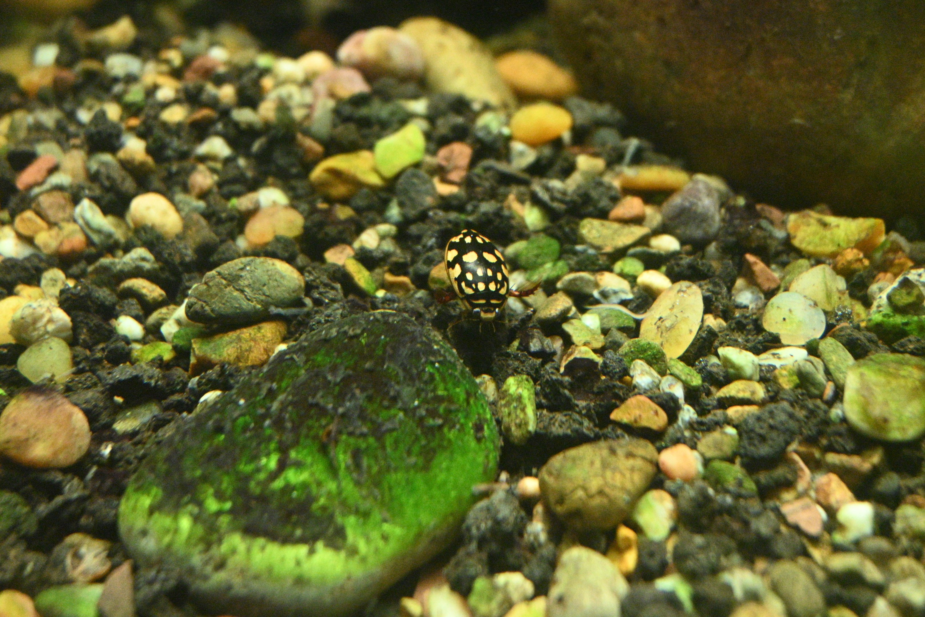 Sunburst Diving Beetle