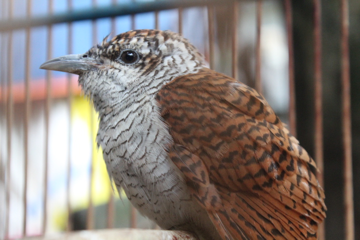 Sunda banded cuckoo (Cacomantis sonneratii musicus)