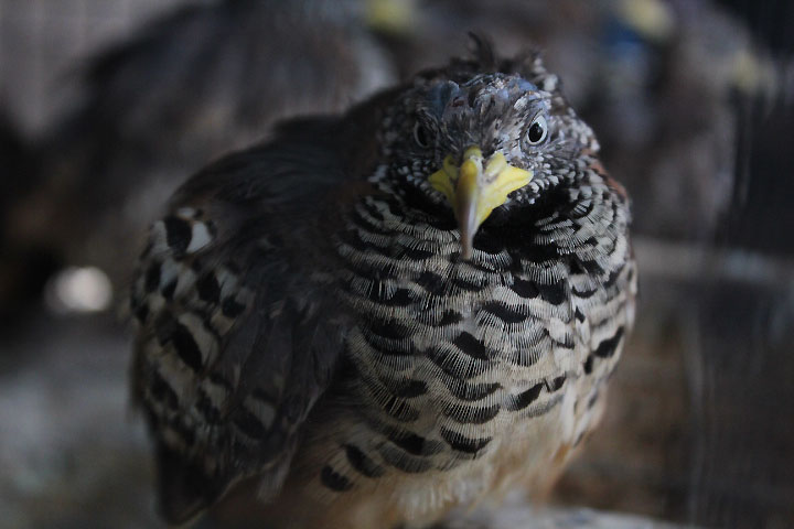 Sunda barred buttonquail (Turnix suscitator suscitator)