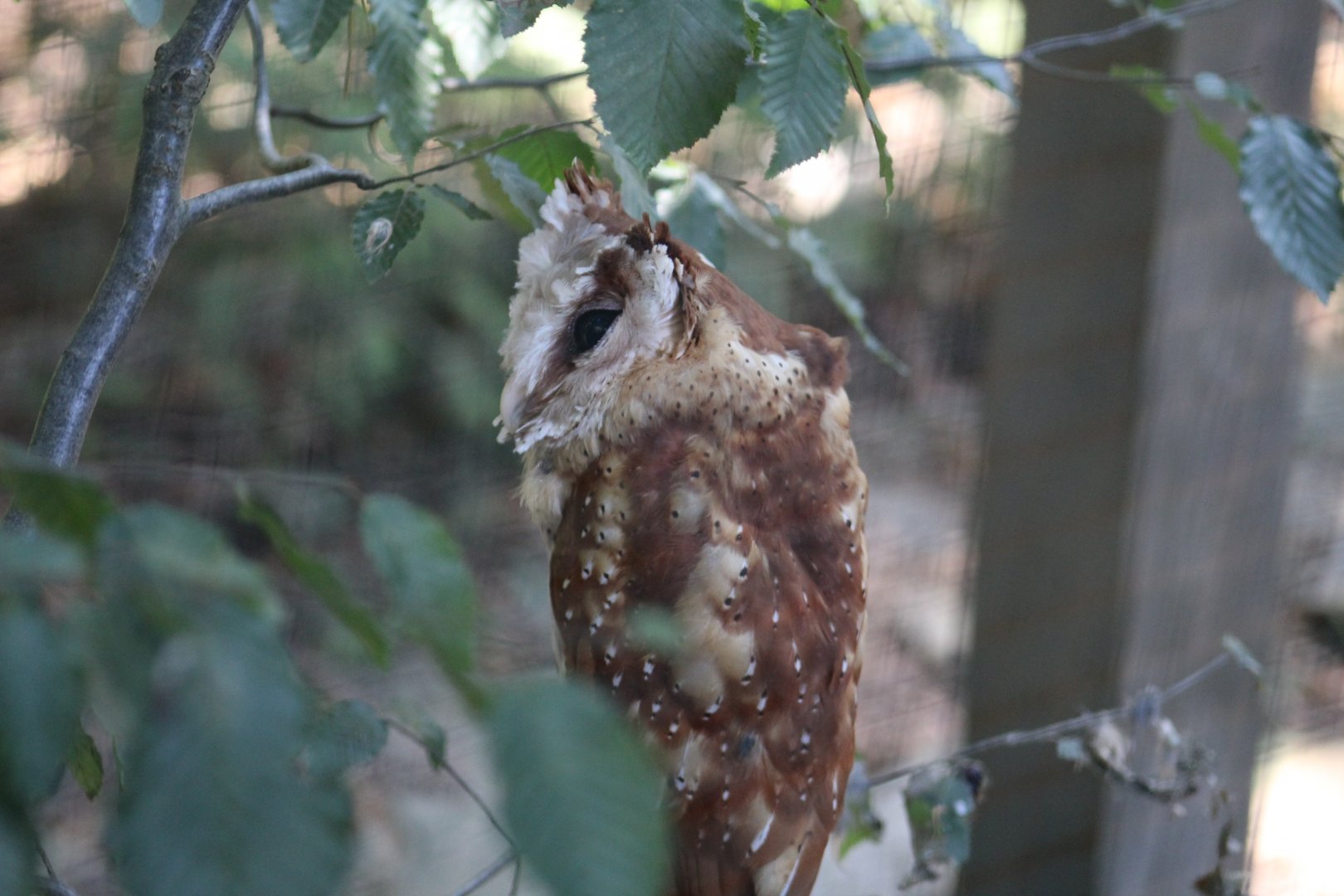 Sunda Bay Owl