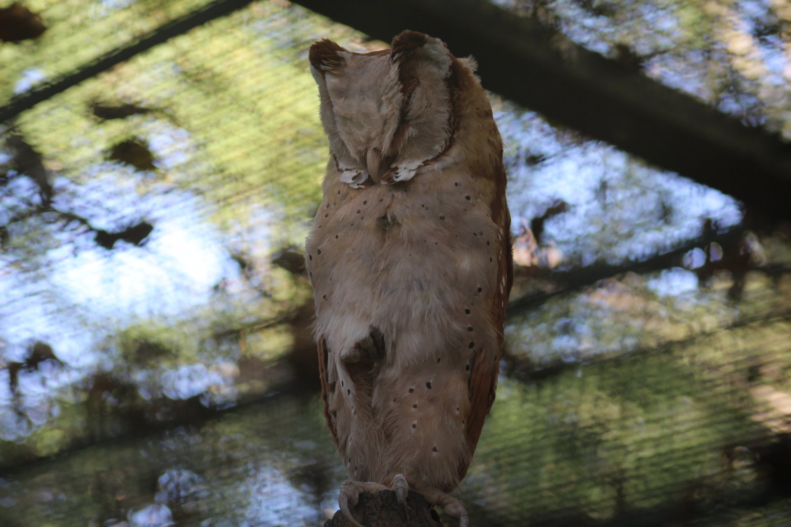 Sunda Bay Owl