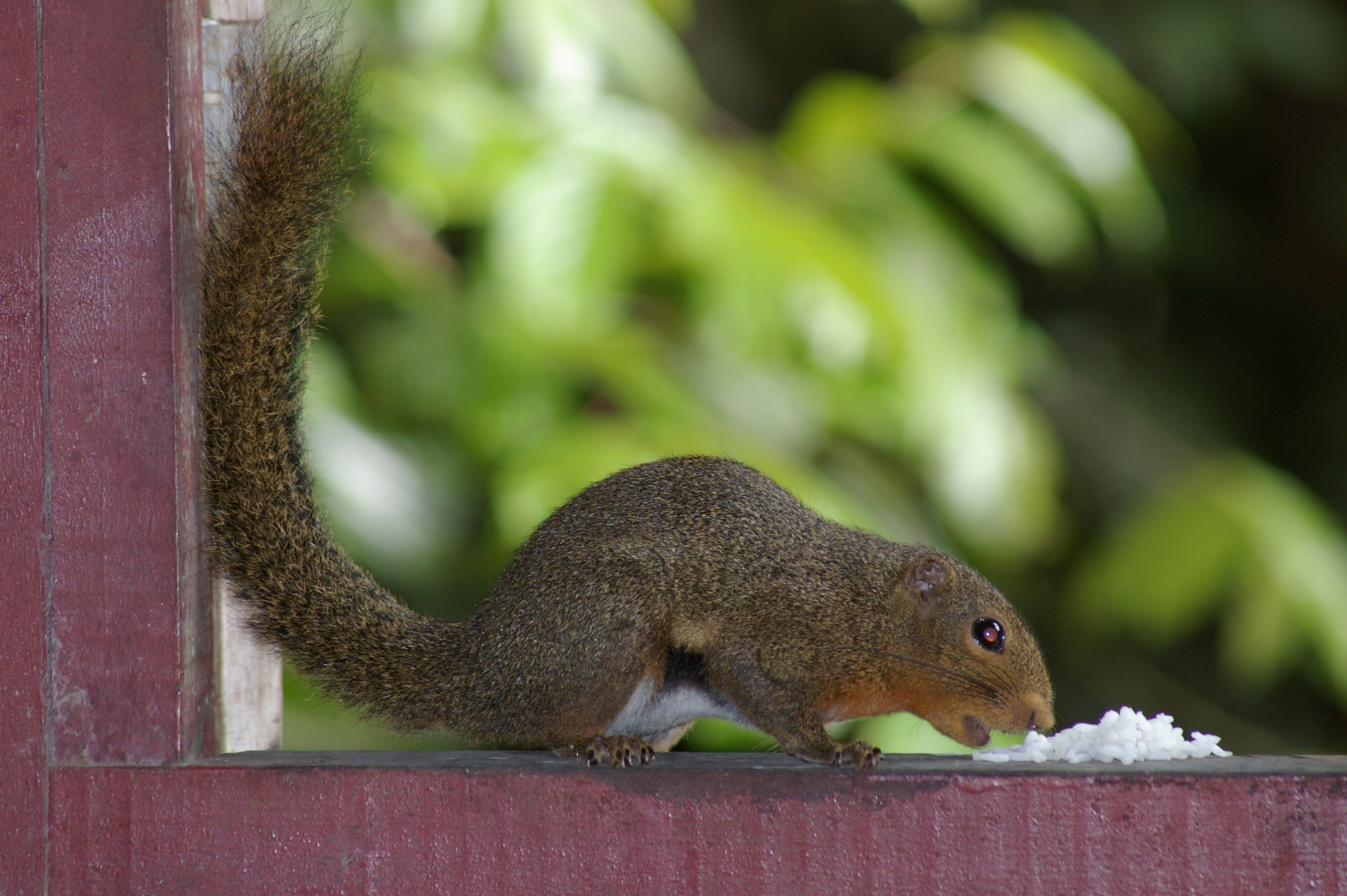 Sunda Black-banded Squirrel (Callosciurus nigrovittatus)