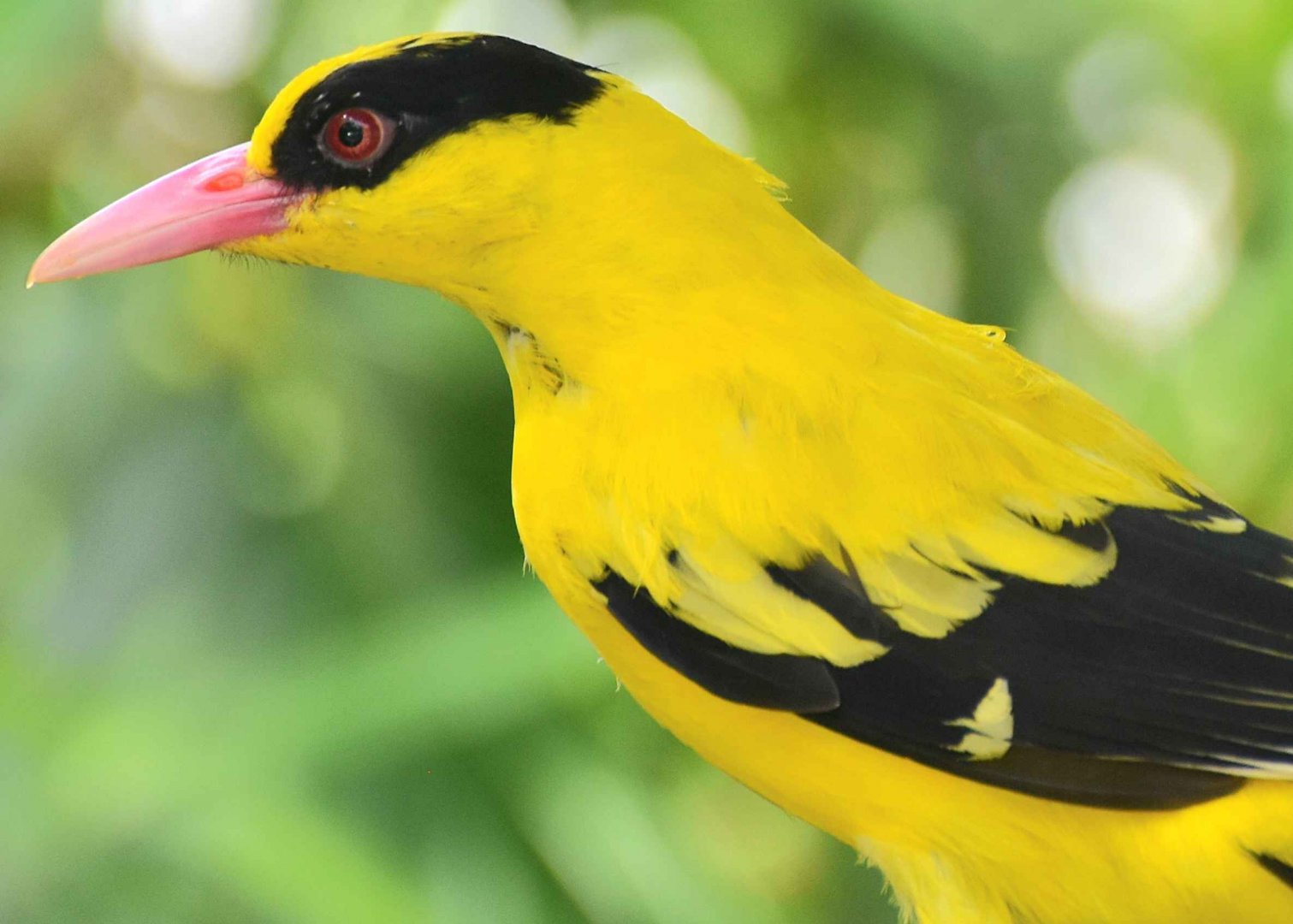 Sunda Black-naped Oriole (Oriolus chinensis maculatus)