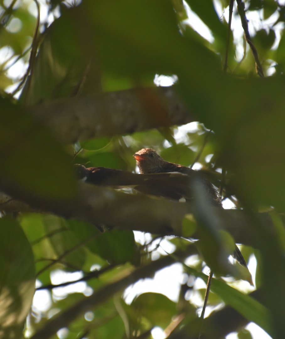 Sunda brush cuckoo and host fantail, Cacomantis sepulcralis