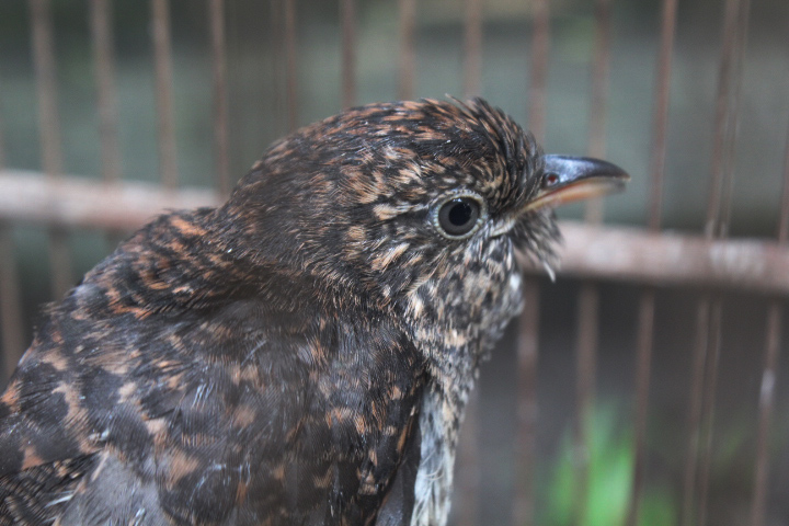 Sunda brush cuckoo (Cacomantis sepulcralis sepulcralis)
