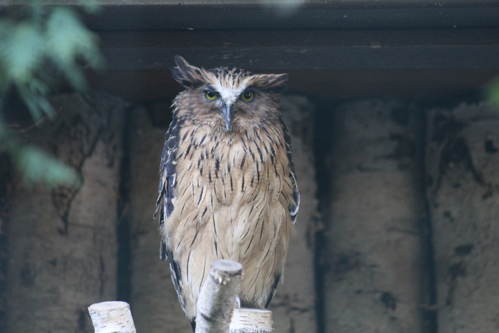 Sunda Buffy Fish-Owl