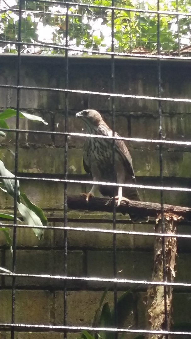 Sunda changeable hawk-eagle (Nisaetus cirrhatus limnaeetus)