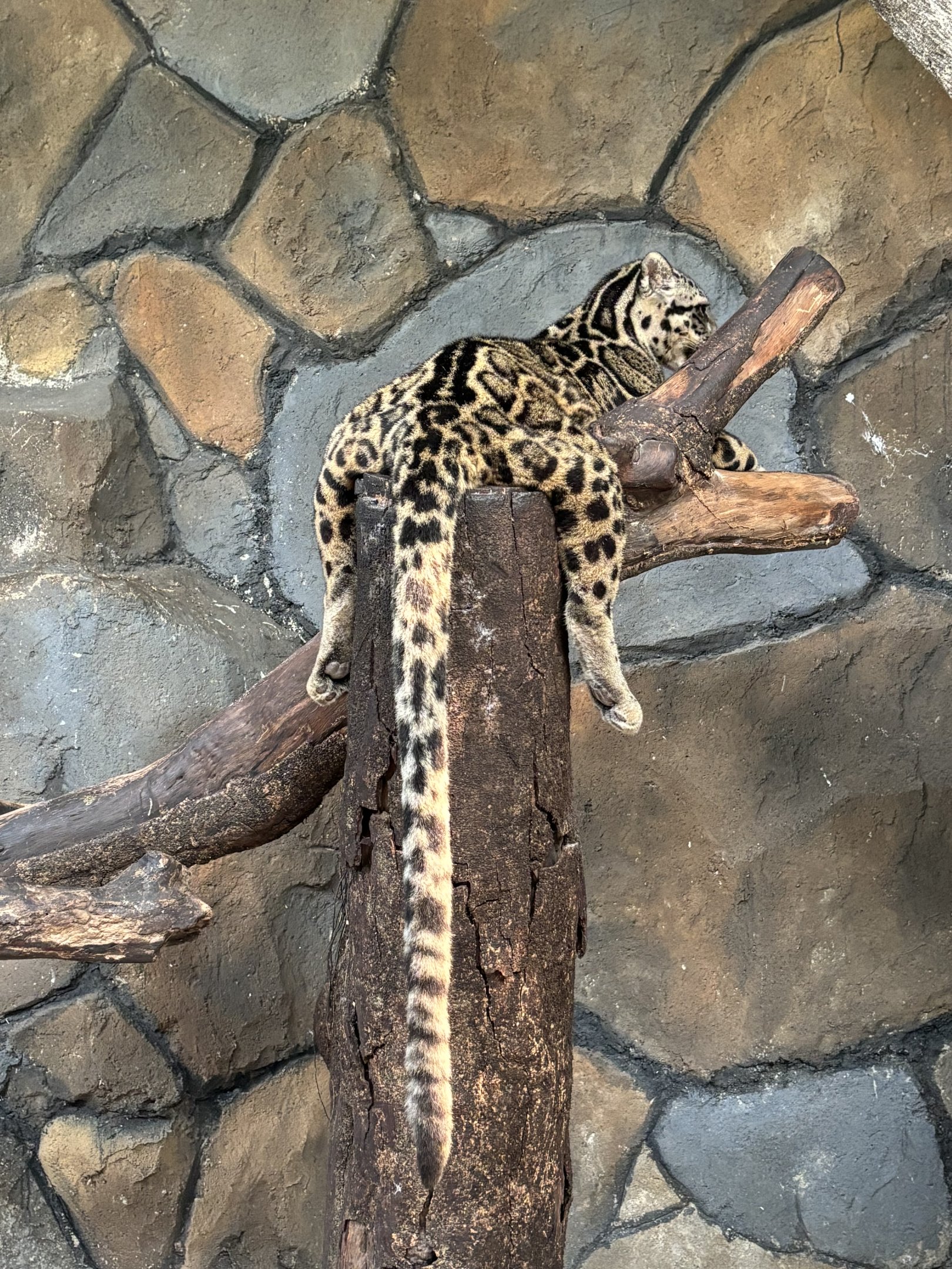 Sunda Clouded Leopard - Bornean subspecies