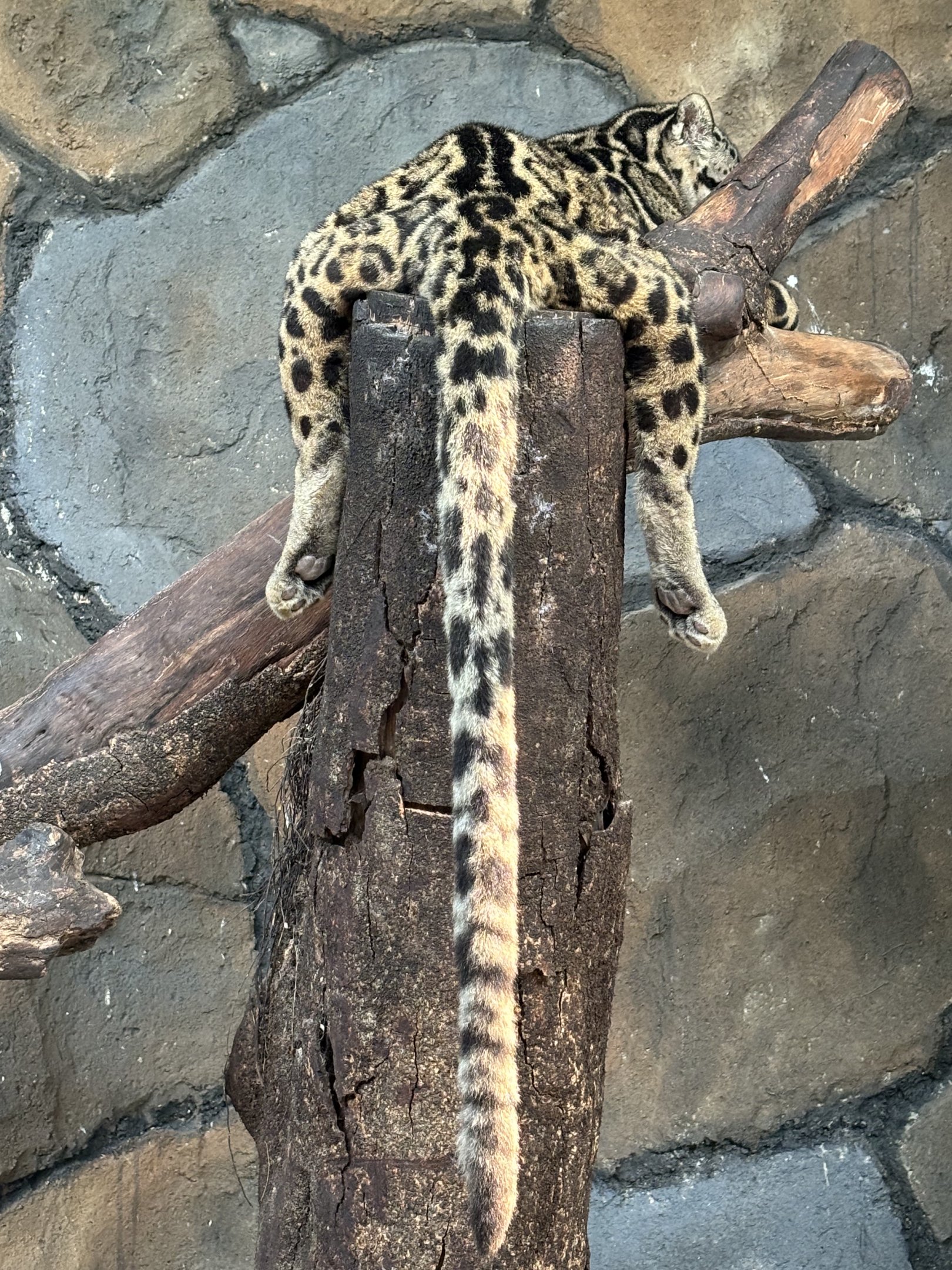 Sunda Clouded Leopard - Bornean subspecies