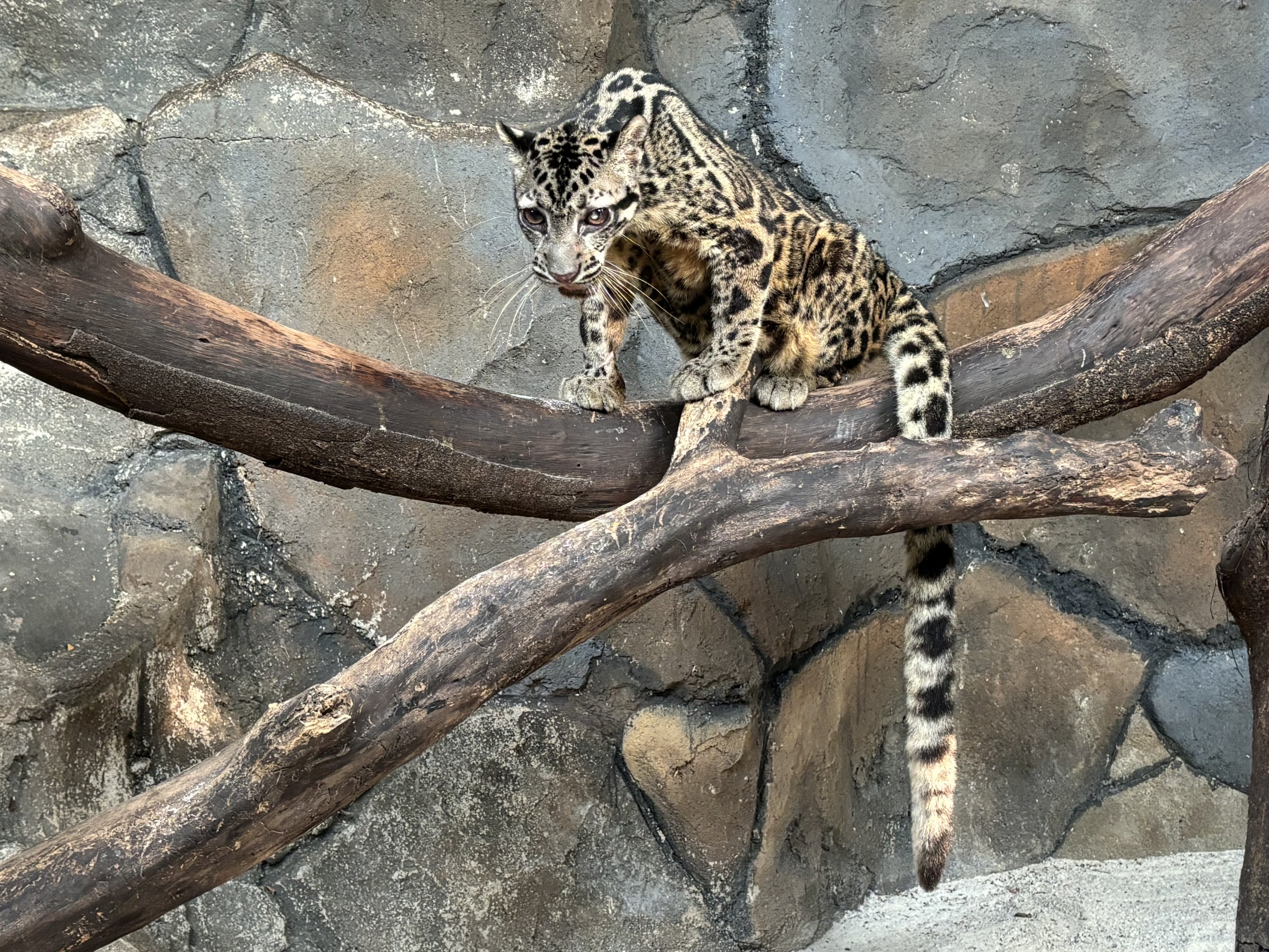 Sunda Clouded Leopard - Bornean subspecies
