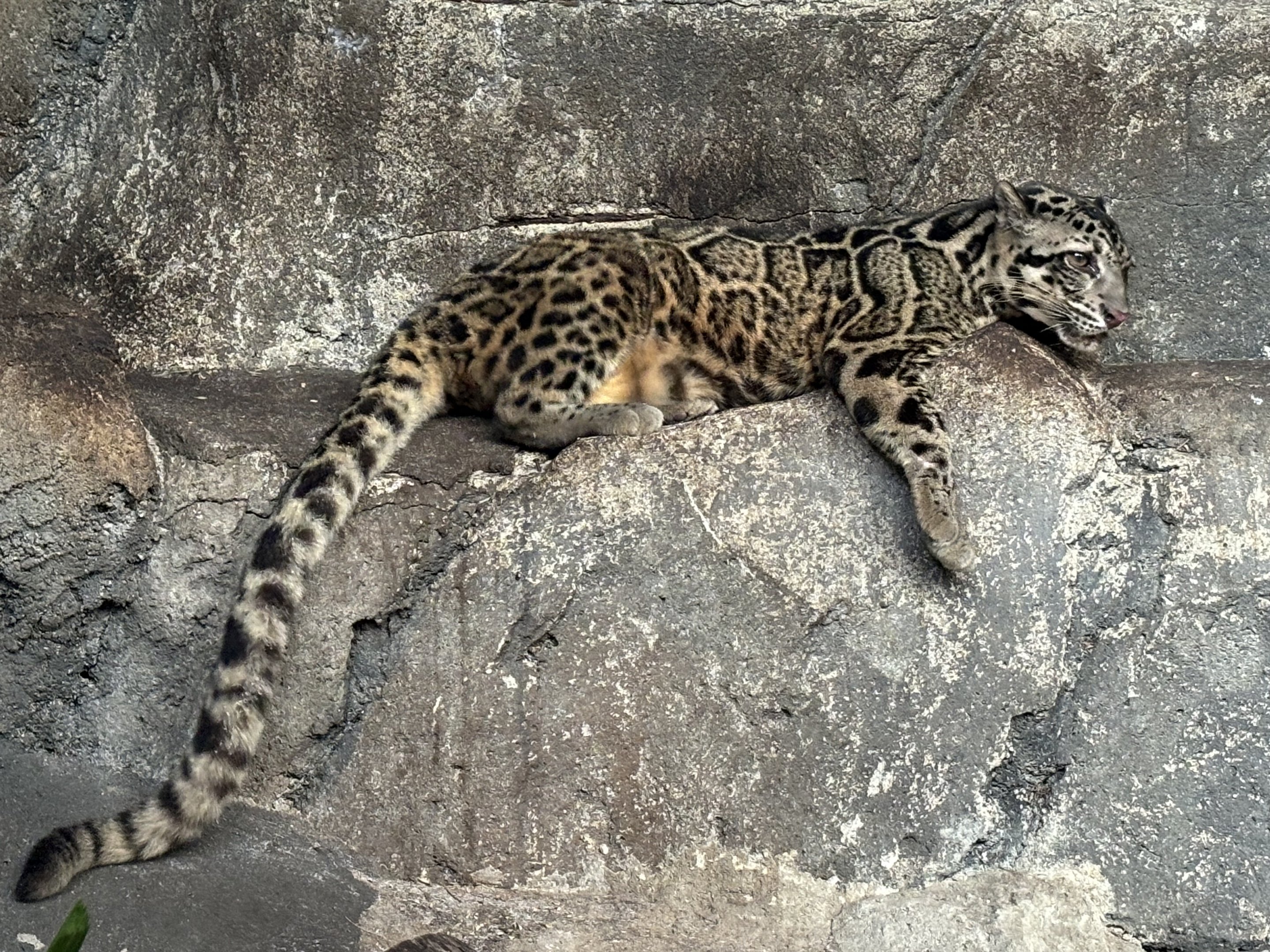 Sunda Clouded Leopard - Bornean subspecies