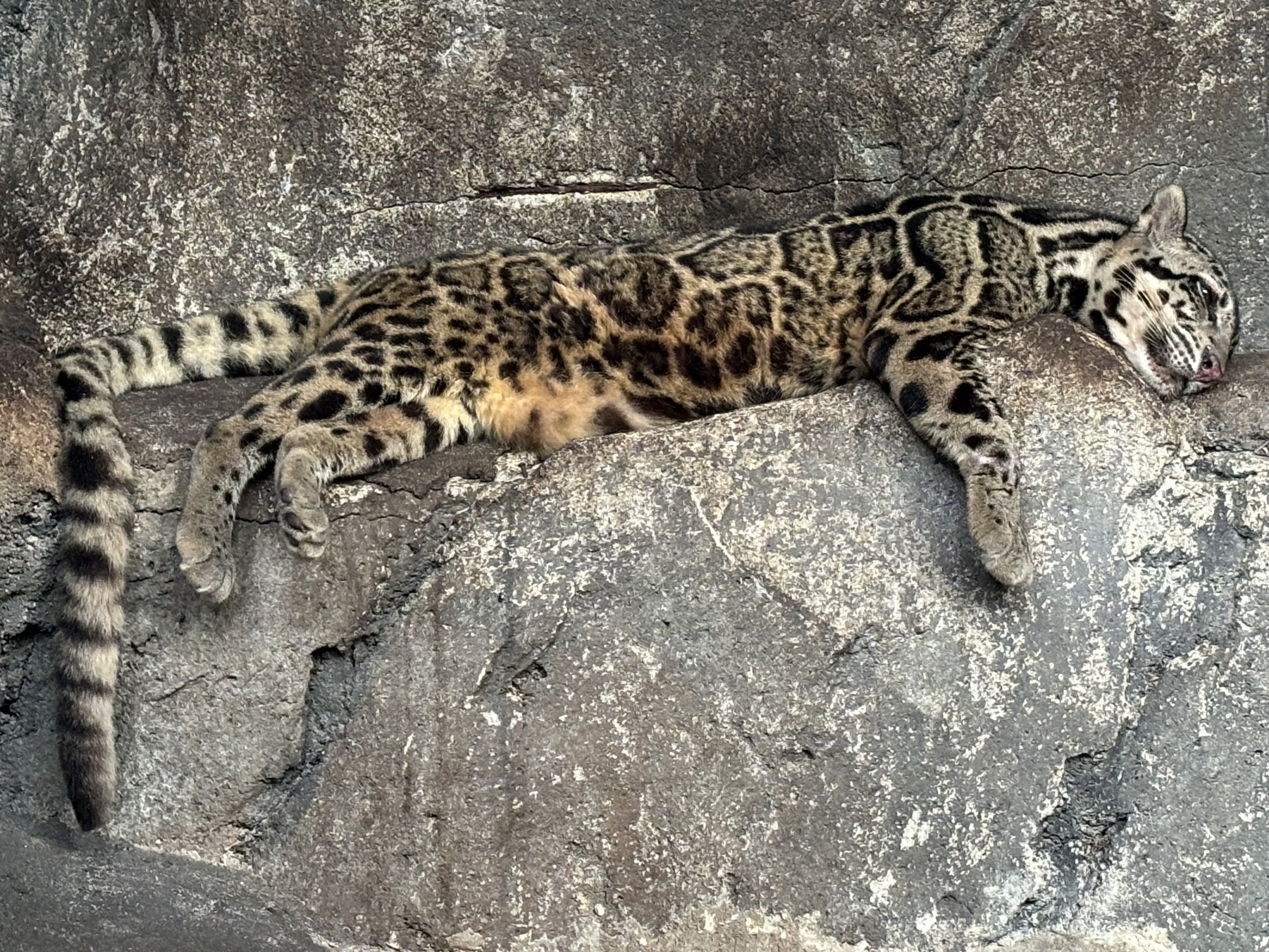 Sunda Clouded Leopard - Bornean subspecies
