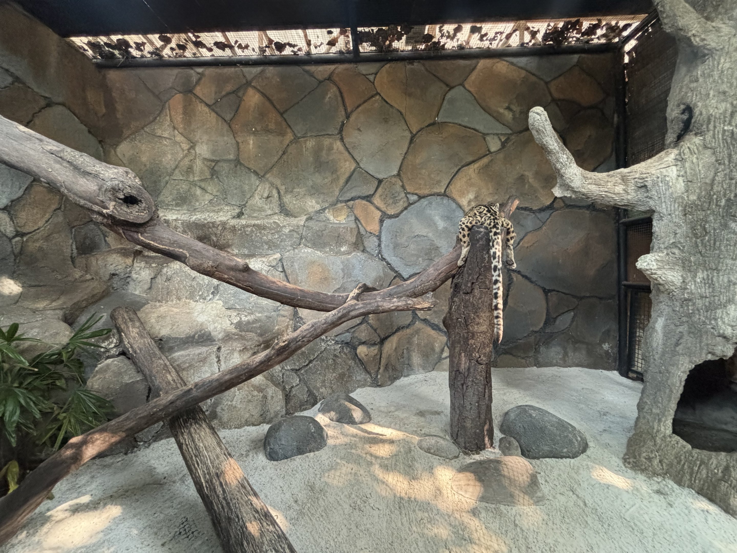 Sunda Clouded Leopard Exhibit - Bornean subspecies