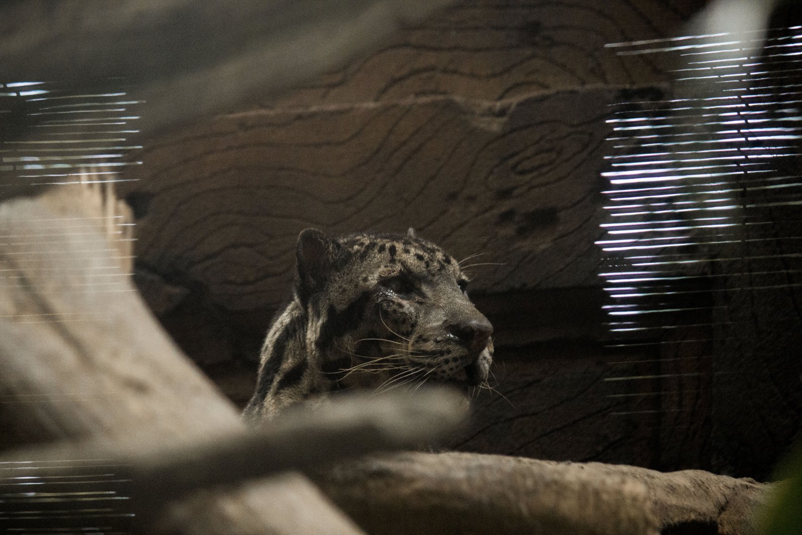 Sunda clouded leopard, Neofelis diardi