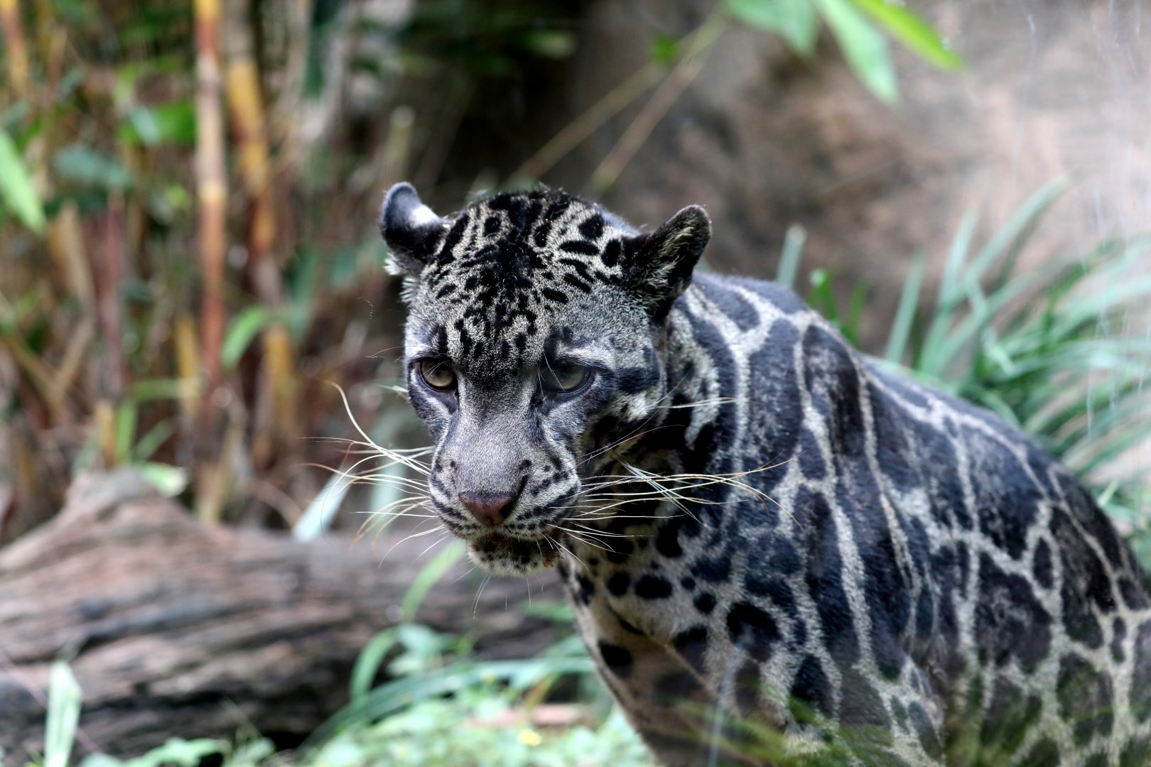 Sunda clouded leopard (Neofelis diardi)