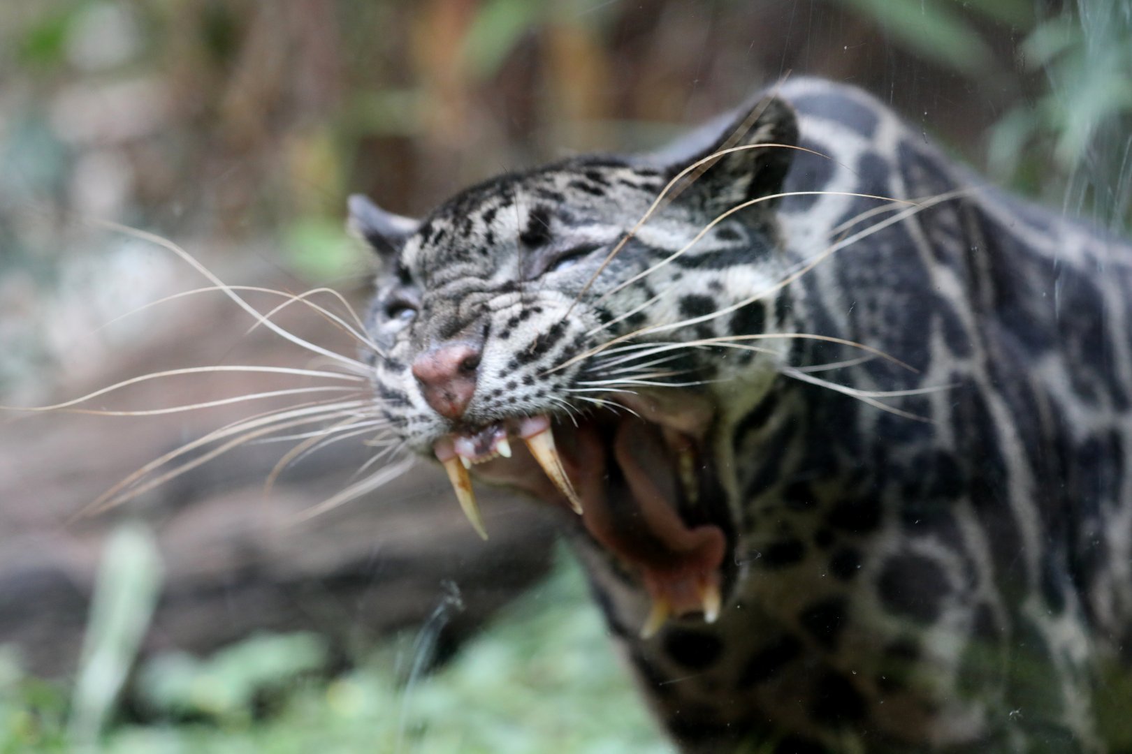 Sunda clouded leopard (Neofelis diardi)