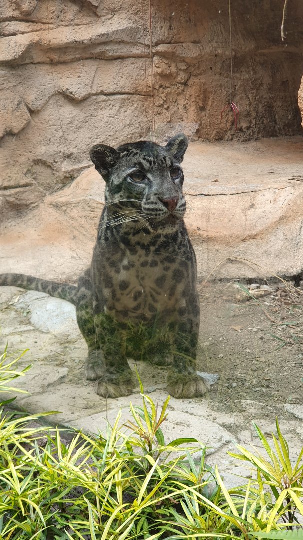 Sunda Clouded Leopard (Neofelis diardi)