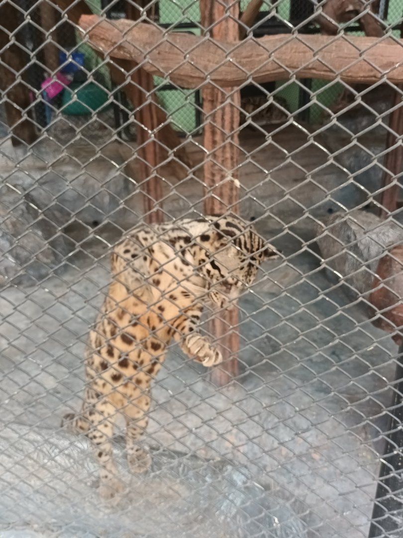 Sunda clouded leopard : Sriayuthaya Lion Park