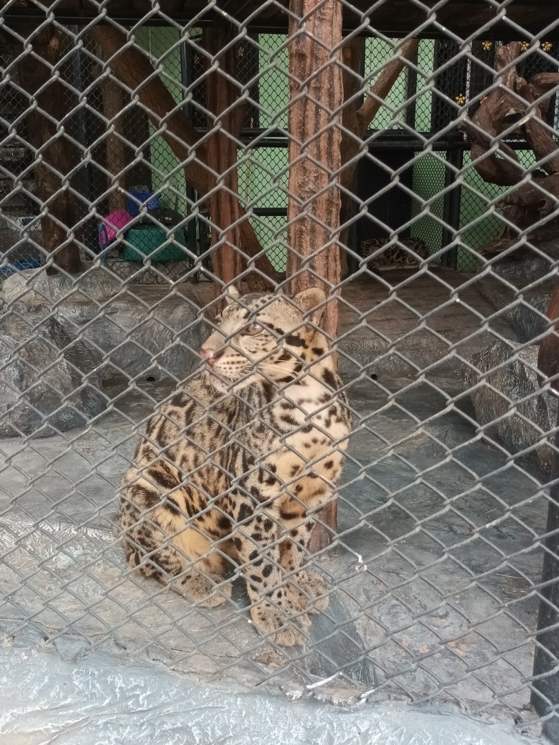 Sunda clouded leopard : Sriayuthaya Lion Park