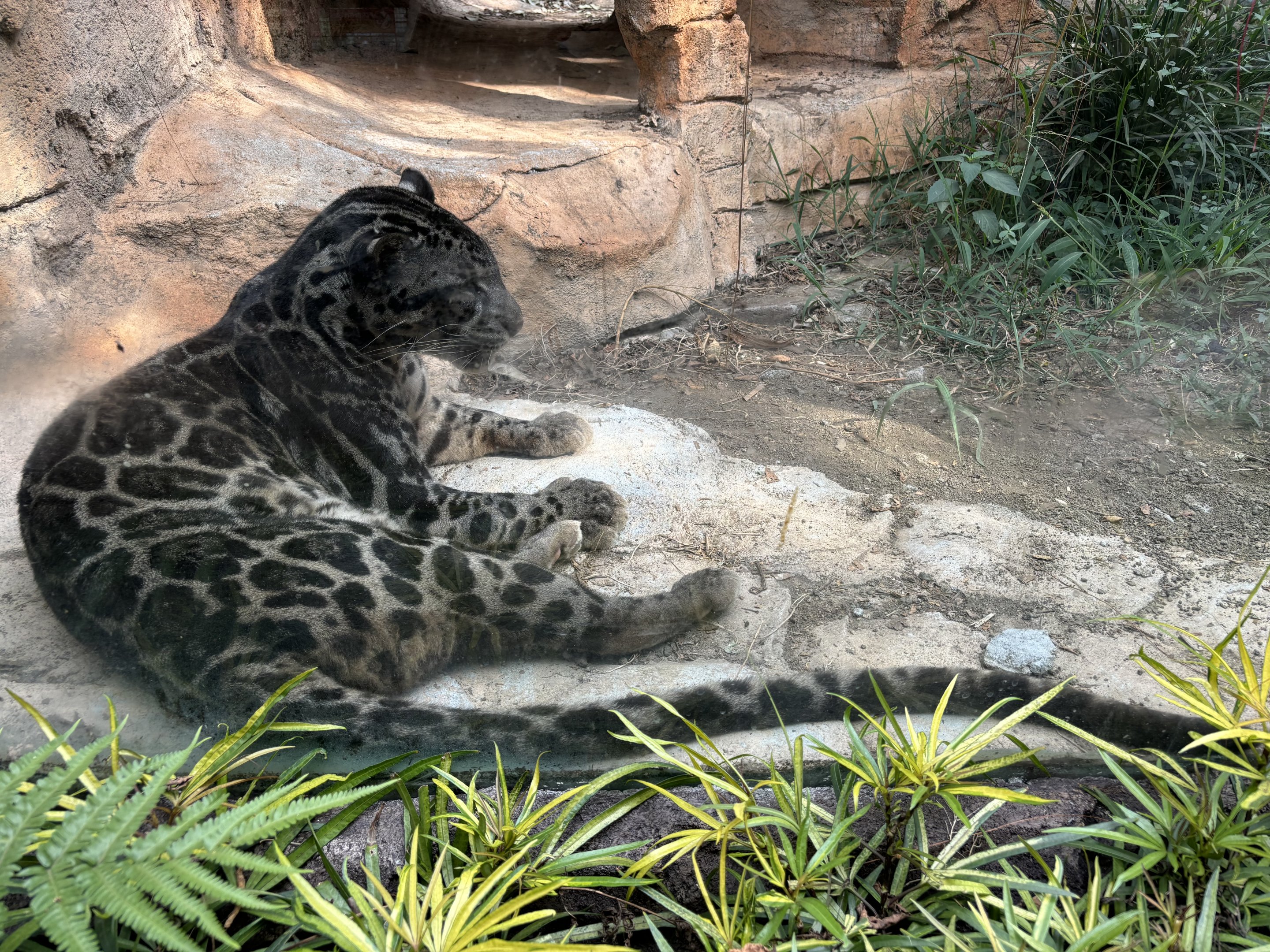 Sunda Clouded Leopard