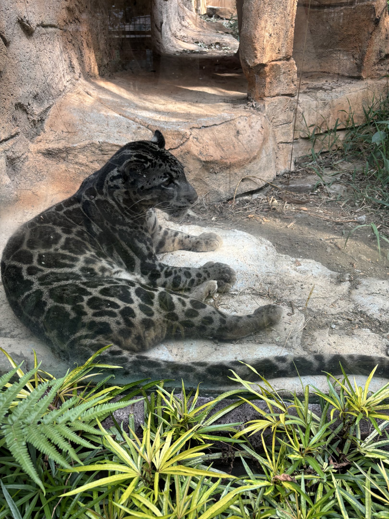 Sunda Clouded Leopard