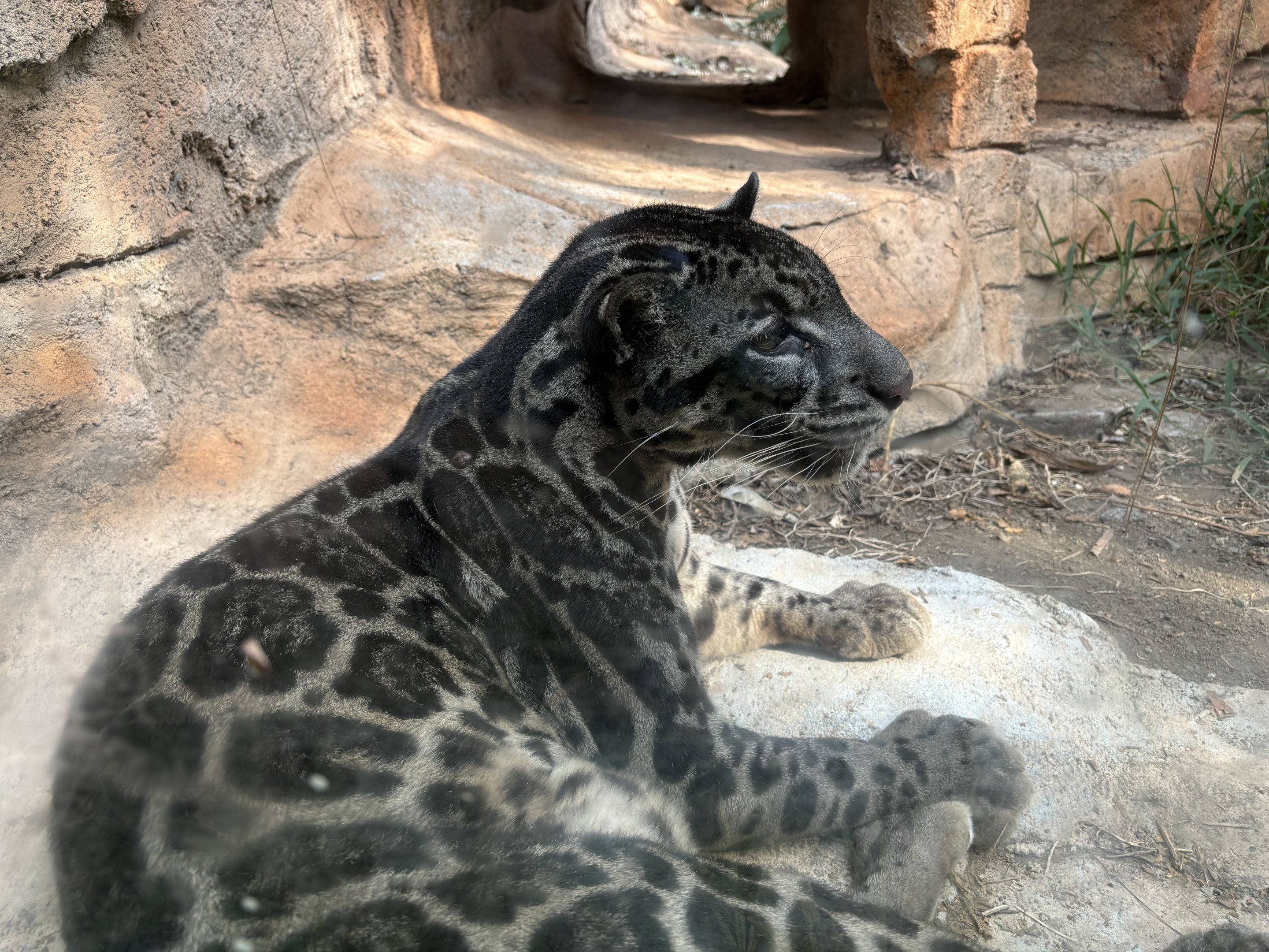Sunda Clouded Leopard