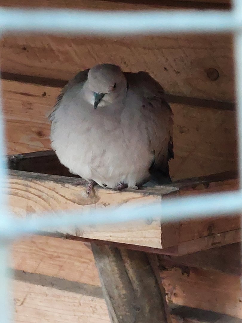Sunda collared dove (Streptopelia bitorquata) at the Wildfreigehege Nöttler Berg in Searbeck