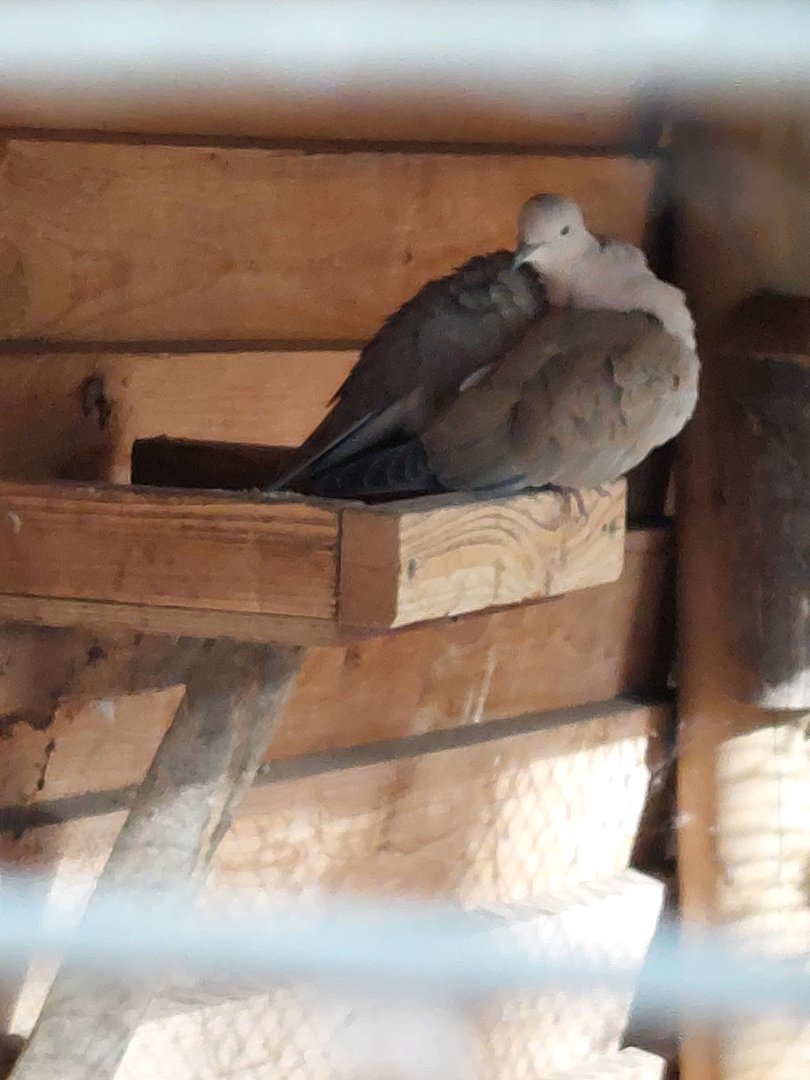 Sunda collared dove (Streptopelia bitorquata)