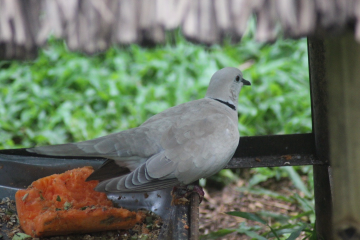 Sunda collared dove (Streptopelia bitorquata)
