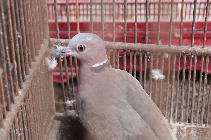 Sunda collared dove (Streptopelia bitorquata)