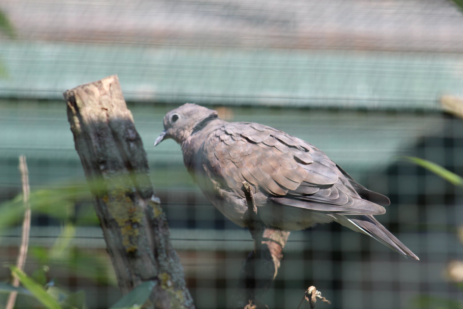 Sunda Collared Dove
