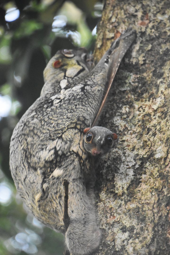 Sunda colugo and baby! Galeopterus variegatus