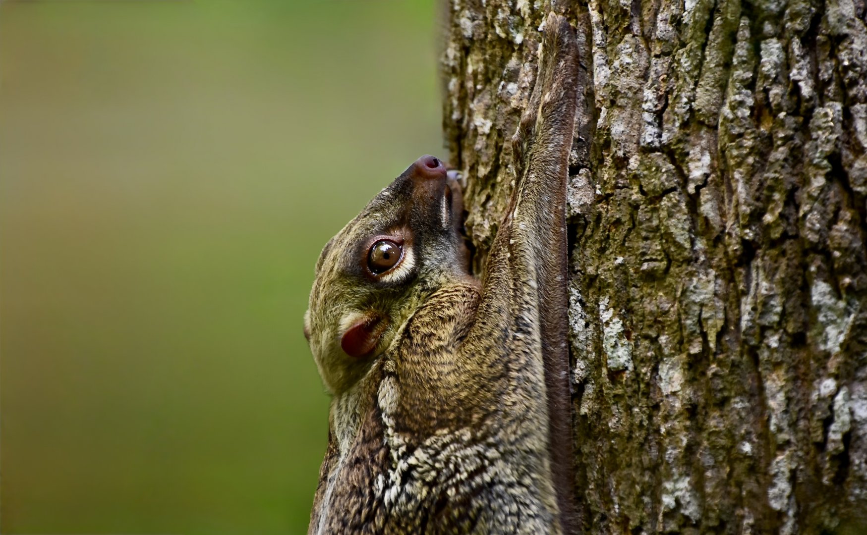 Sunda Colugo (Galeopterus variegatus peninsulae) female