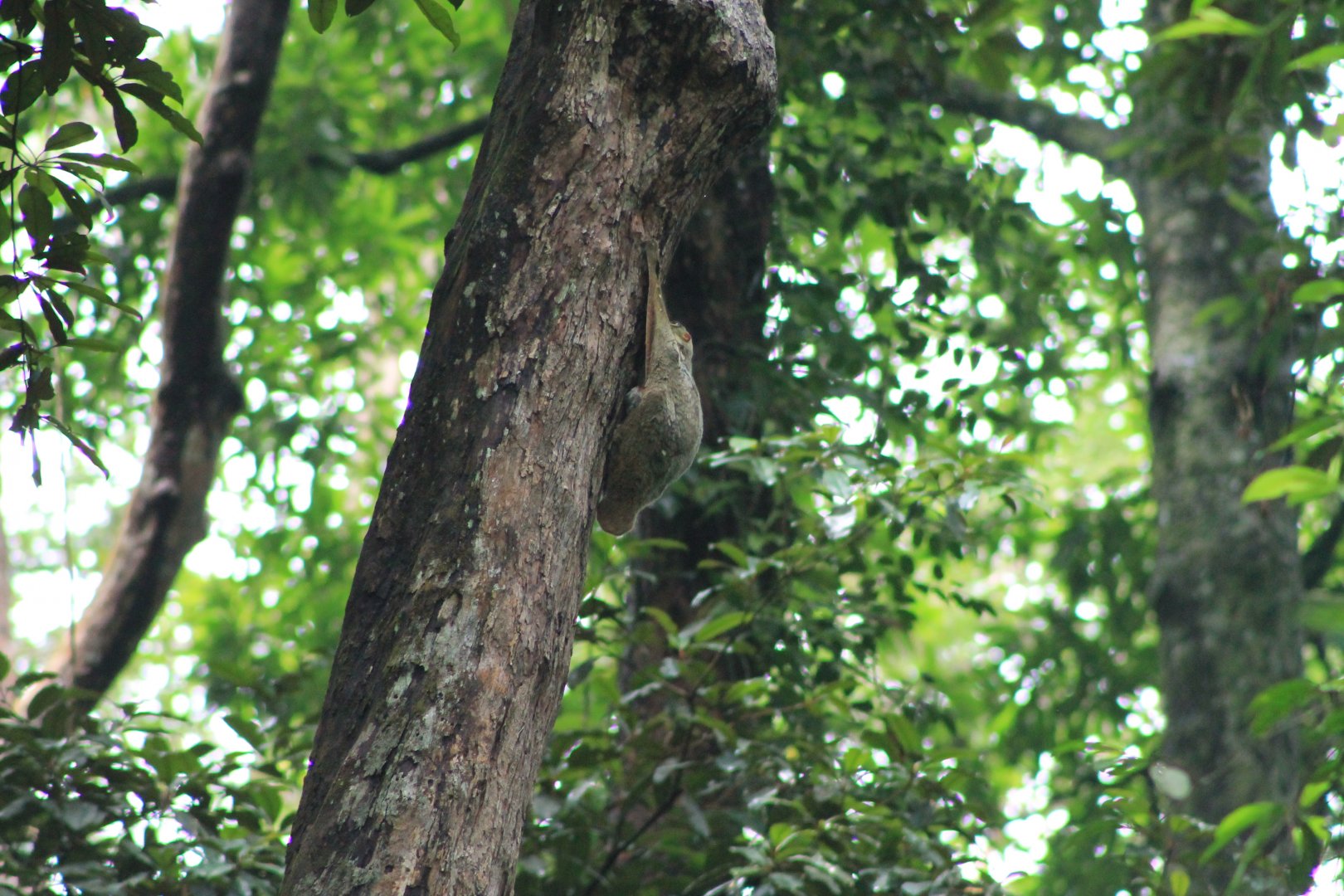 Sunda Colugo (Galeopterus variegatus)