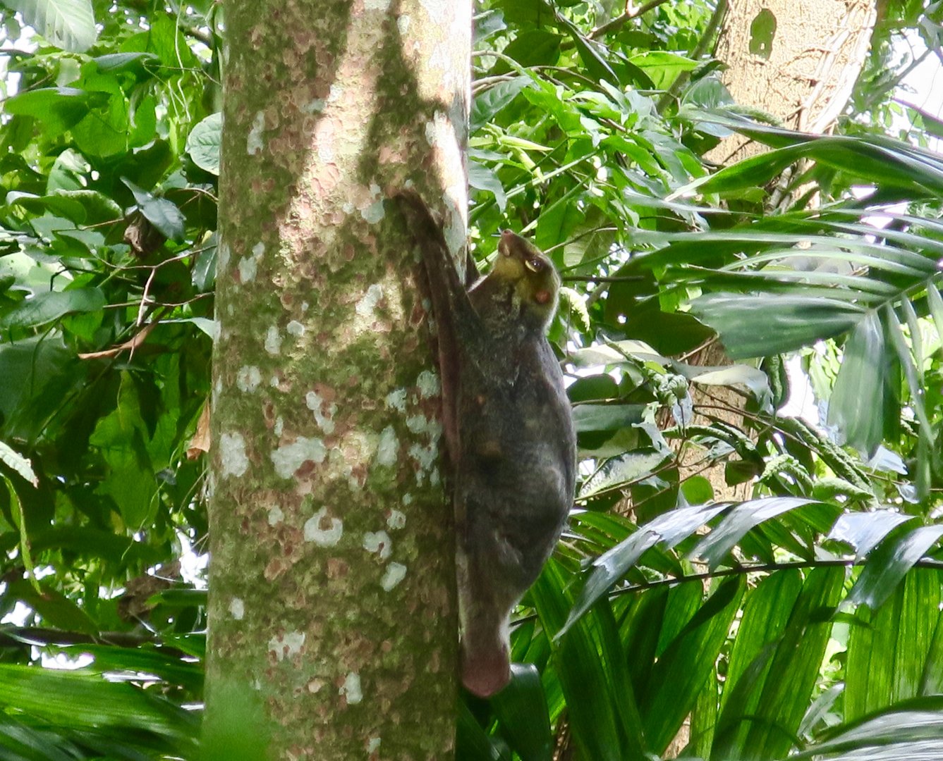 Sunda Colugo (Galeopterus variegatus)