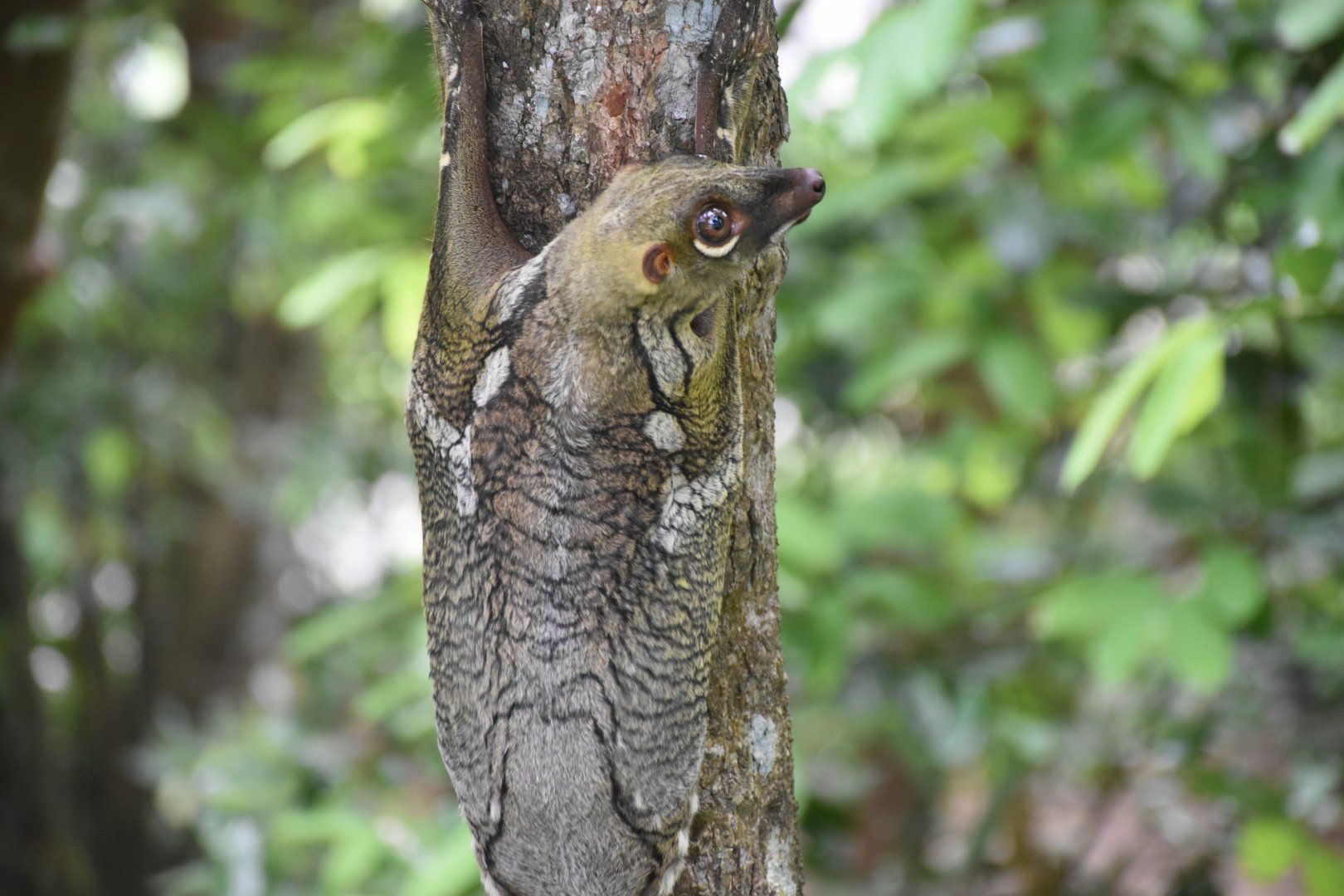Sunda Colugo (Galeopterus variegatus)
