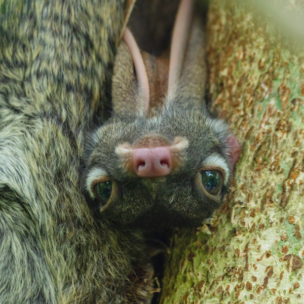 Sunda Colugo (Galeopterus Variegatus)