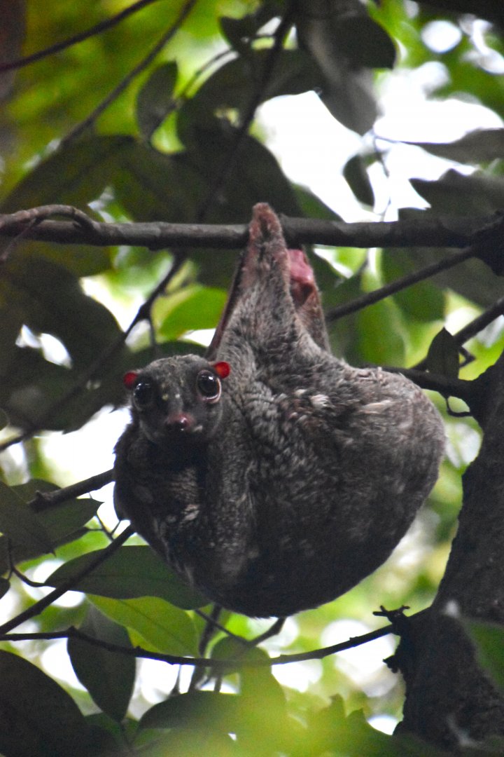 Sunda colugo, Galeopterus variegatus