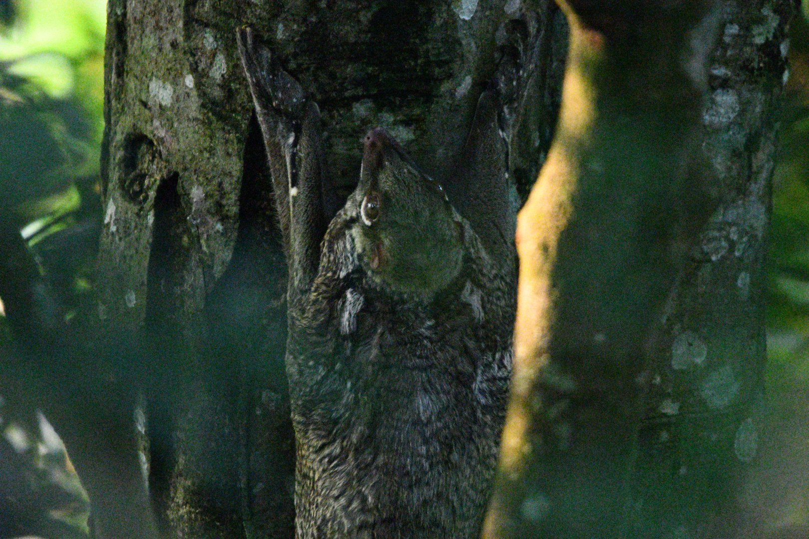 Sunda Colugo ~ Heart of Africa