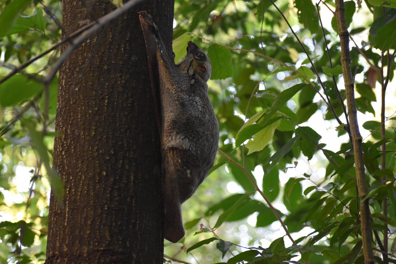 Sunda Colugo ~ Hindhede Nature Park