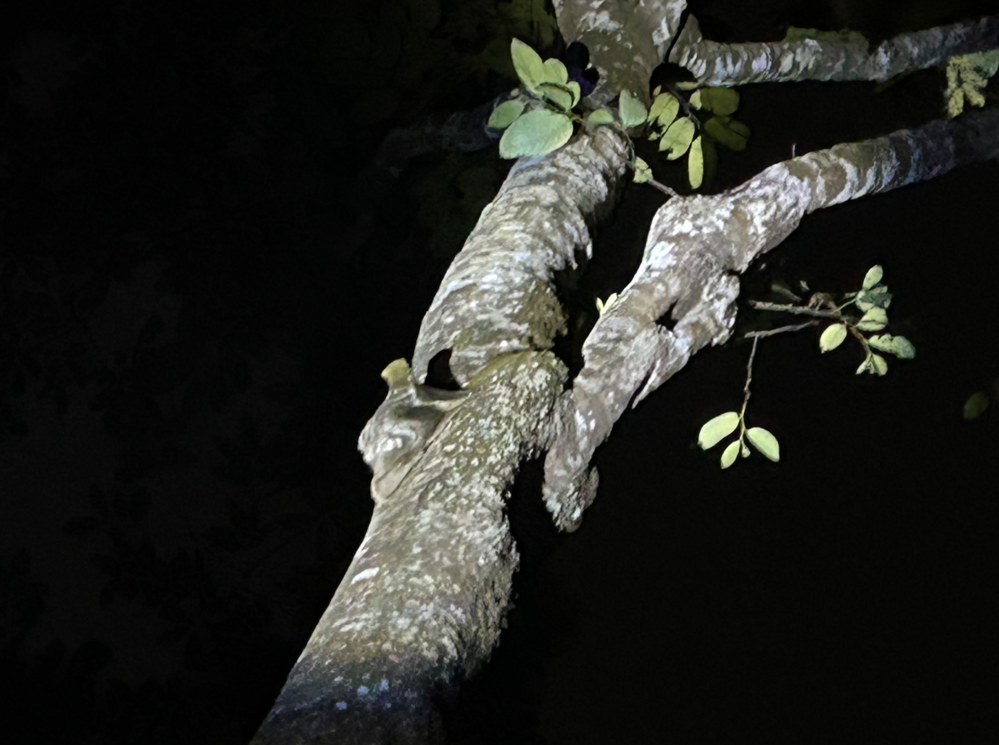 Sunda Colugo, Leopard Trail