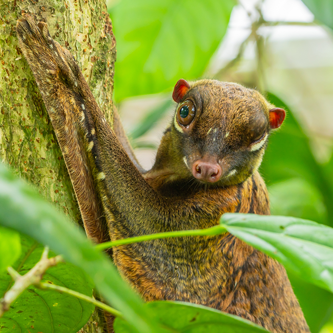 Sunda Colugo