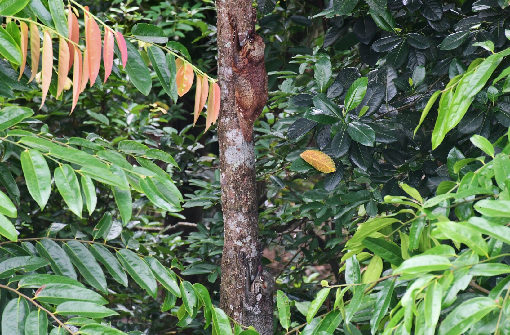 Sunda Colugos (Galeopterus variegatus)