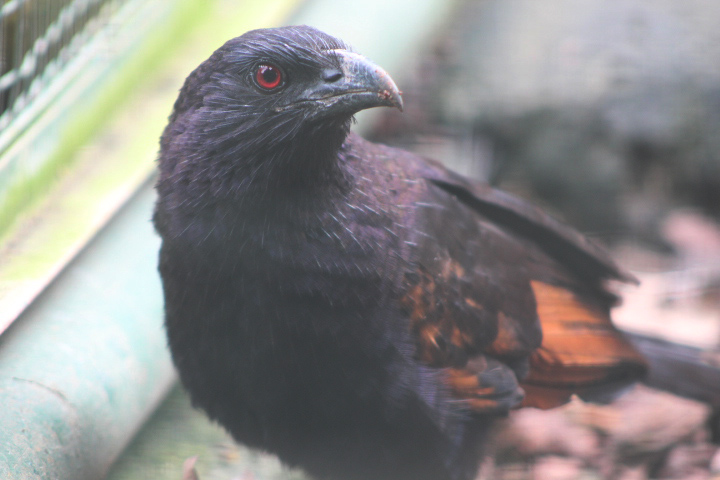 Sunda coucal (Centropus nigrorufus) - Bird Park