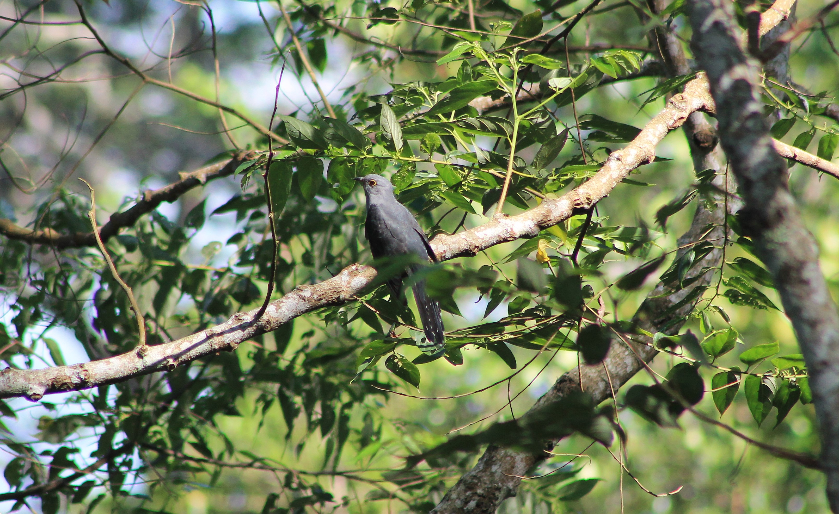 Sunda Cuckoo (Cuculus lepidus)